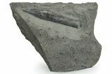 Fossil Belemnite (Youngibelus) Rostrum - Germany #354196-1